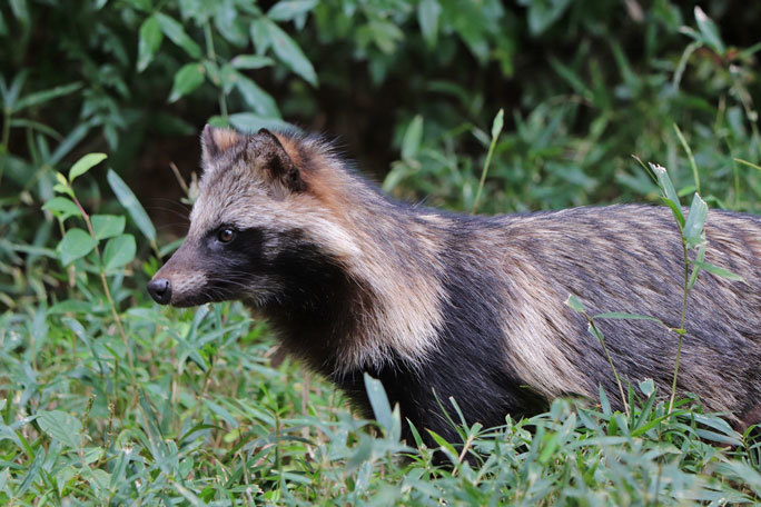 たんたんたぬきのどんぐりパーティ（多摩動物公園） : 続々・動物園