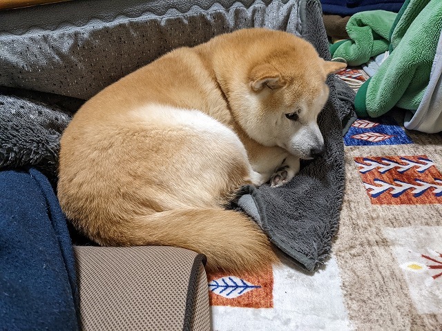 犬と寝る人間_e0374932_10583177.jpg