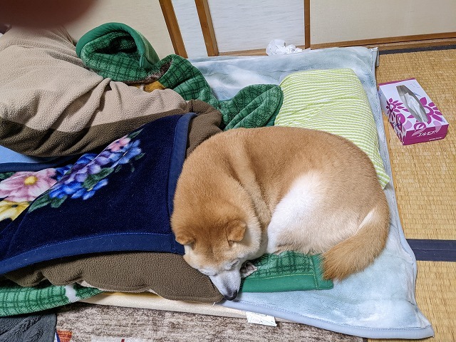 犬と寝る人間_e0374932_10583451.jpg