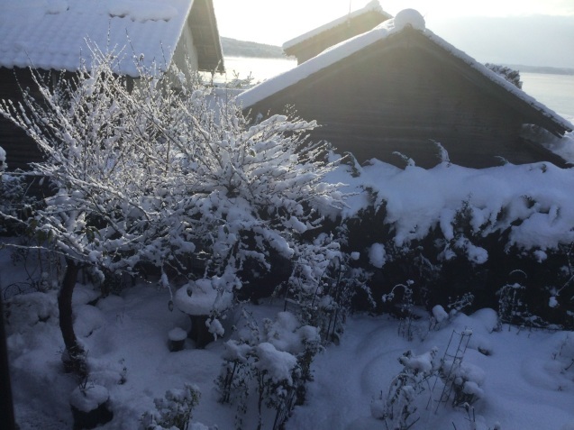 Yoko Cottage Garden ・岬の庭の四季  1、雪が降りました_f0056137_11444875.jpeg