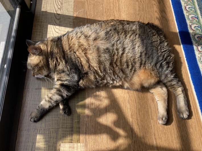 人も猫も　ひなたは眠い_b0412708_12091298.jpeg