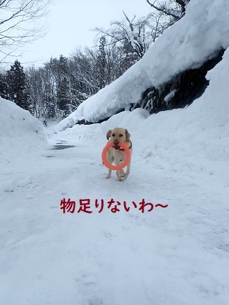 雪がないと物足りない。_c0182012_13402009.jpg