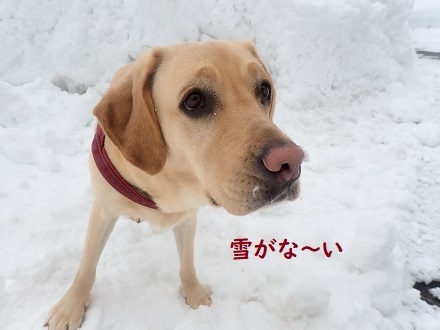 雪がないと物足りない。_c0182012_13402435.jpg