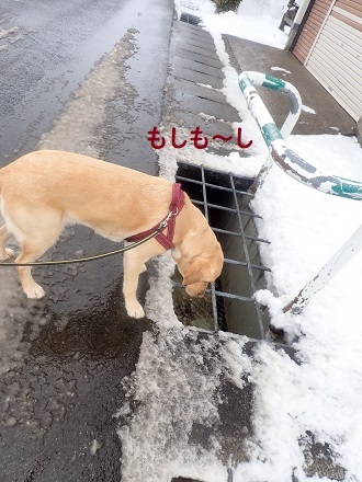 雪がないと物足りない。_c0182012_13402662.jpg