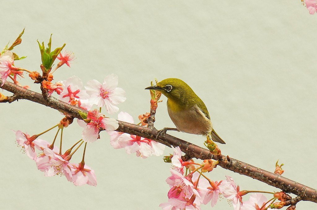 武蔵野散歩 武蔵野散歩