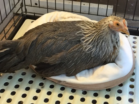 220204 ハリネズミ・鶏・文鳥_f0189122_19182551.jpeg