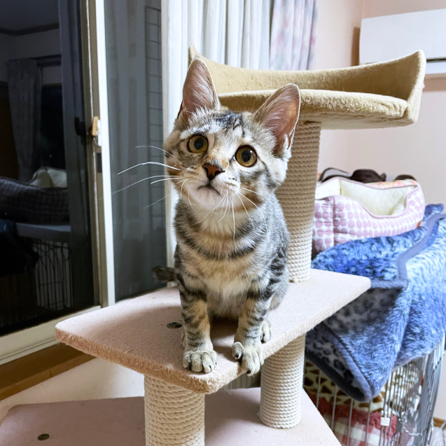 毛が生えそろってきた!_d0355333_23394915.jpg