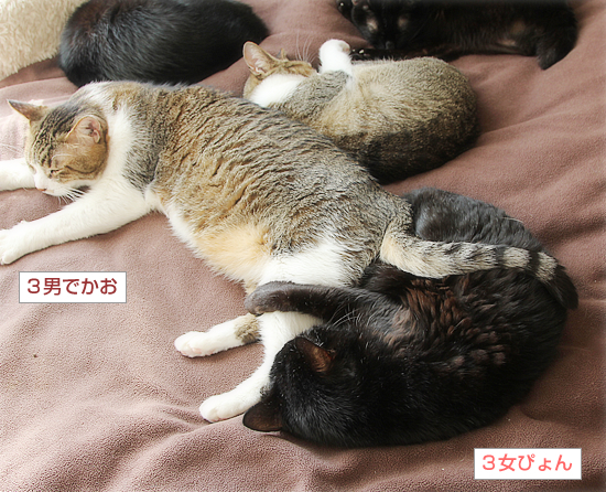生ネコ抱き枕_a0389088_09460915.jpg