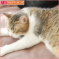 生ネコ抱き枕_a0389088_09460927.jpg