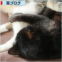 生ネコ抱き枕_a0389088_09460938.jpg