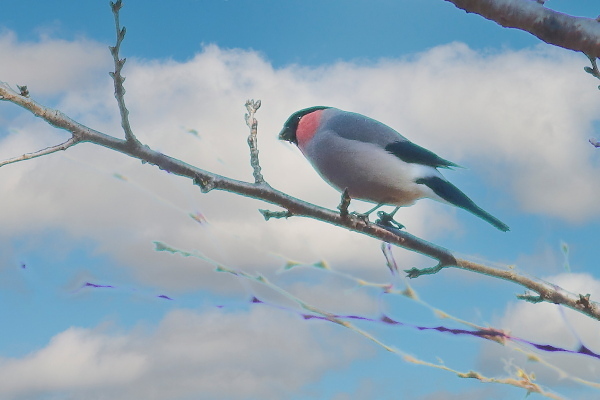 今年はウソが来るのが遅い?_e0413627_15023857.jpg