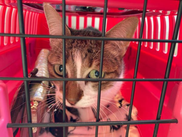 チロの鼻血 両手のない猫 チビタと愉快な仲間たち チロの鼻血 両手のない猫 チビタと愉快な仲間たち