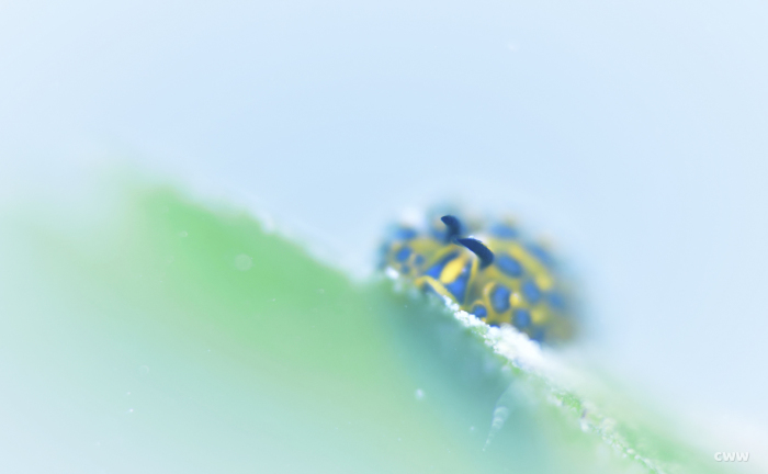 モウミウシ_e0158261_05585810.jpg