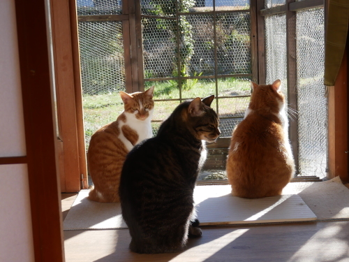 ヤムヤムの野鳥観察会_f0054677_08451888.jpg