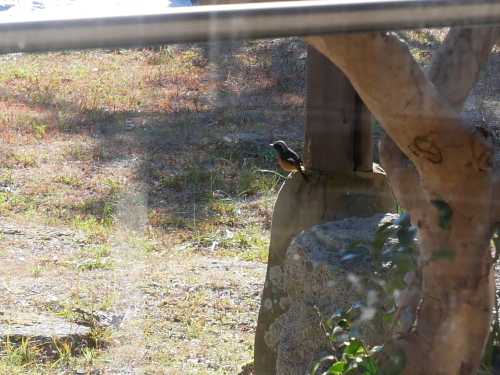 ヤムヤムの野鳥観察会_f0054677_08452773.jpg