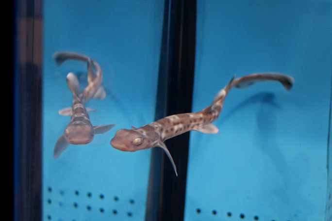 ヨコハマおもしろ水族館 記念撮影水槽のサンゴトラザメ 続々 動物園ありマス