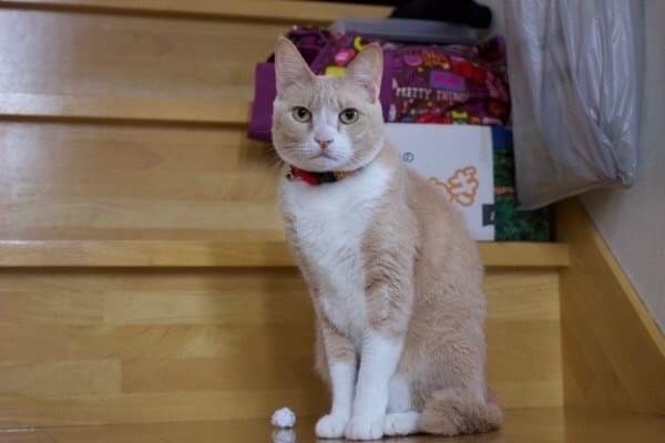 おばあちゃんの猫さんの里親さん募集_d0355333_23344408.jpg
