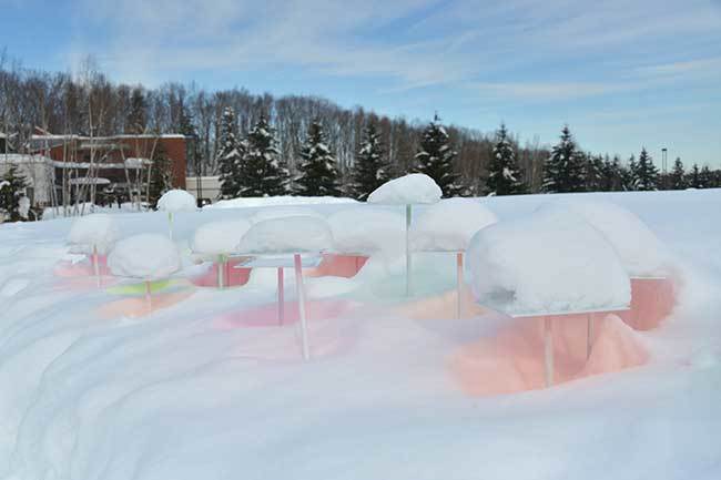 冬を彩る雪のアート 四季の風