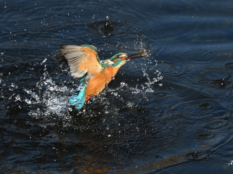 自宅近くの河川のカワセミたち再び（その２７）_a0204089_19313182.jpg