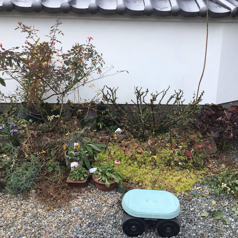 大きな地植え木立バラの剪定_c0404712_00142850.jpg