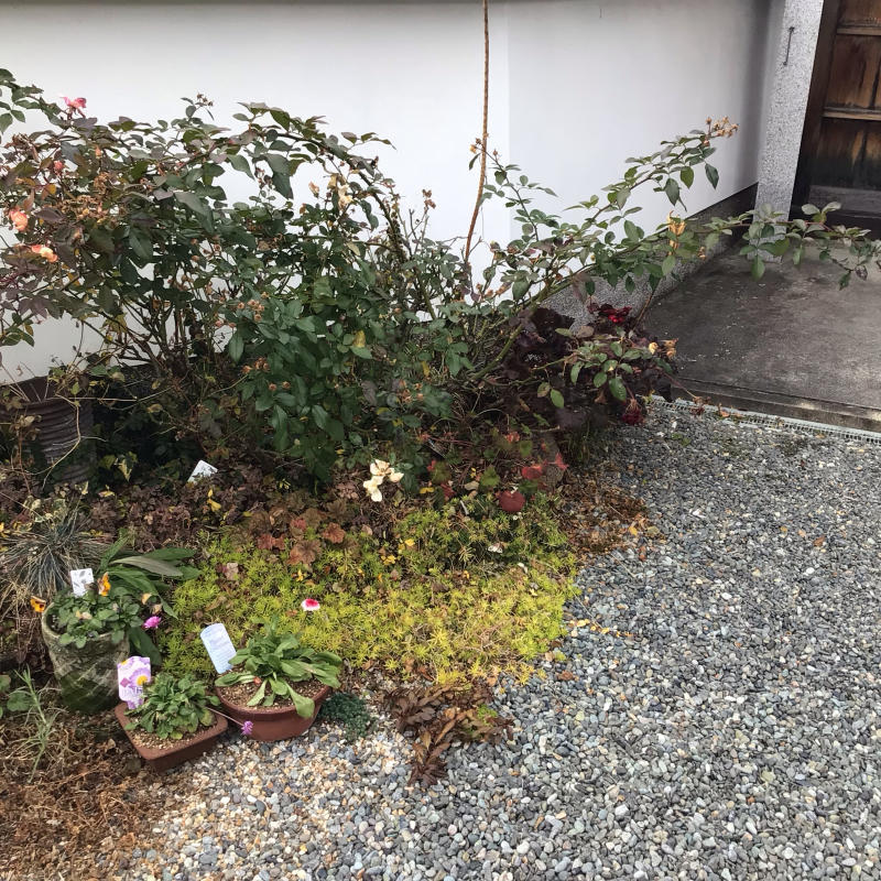 大きな地植え木立バラの剪定_c0404712_00143181.jpg