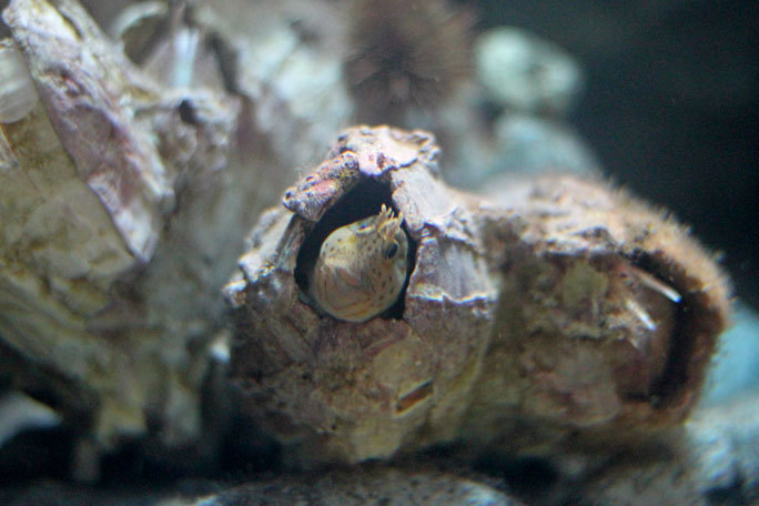 かなり珍しい(超レア)巨大なフジツボが付いたガラスの浮き玉 【公式通販】