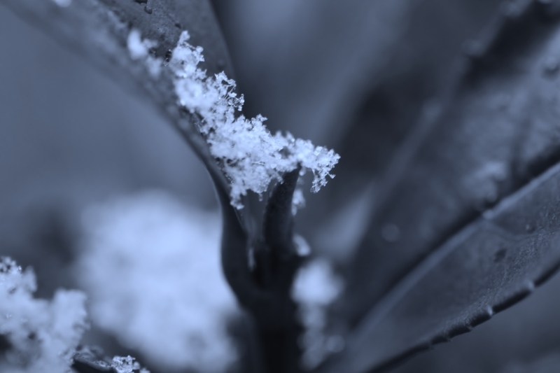 雪を見ながら_b0220318_18143665.jpg