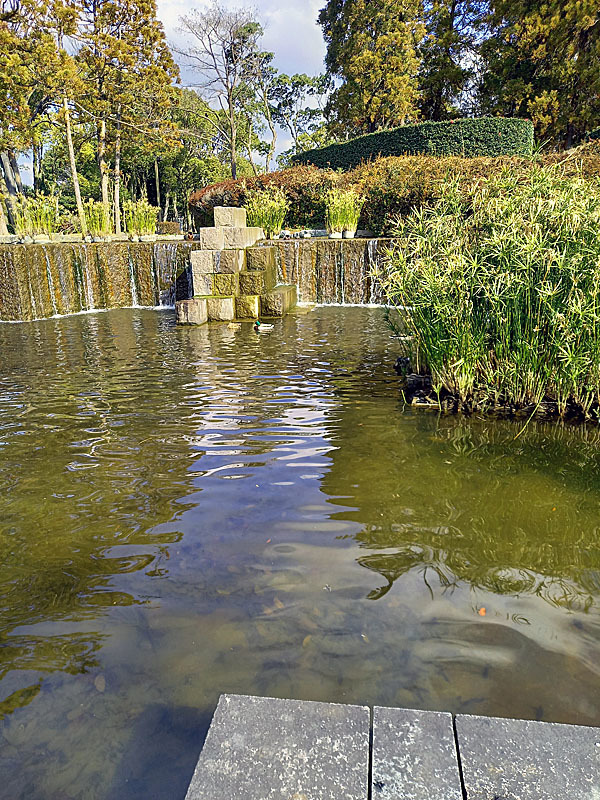 東公園のカモさんに癒されて・・・♪_f0047824_13283729.jpg