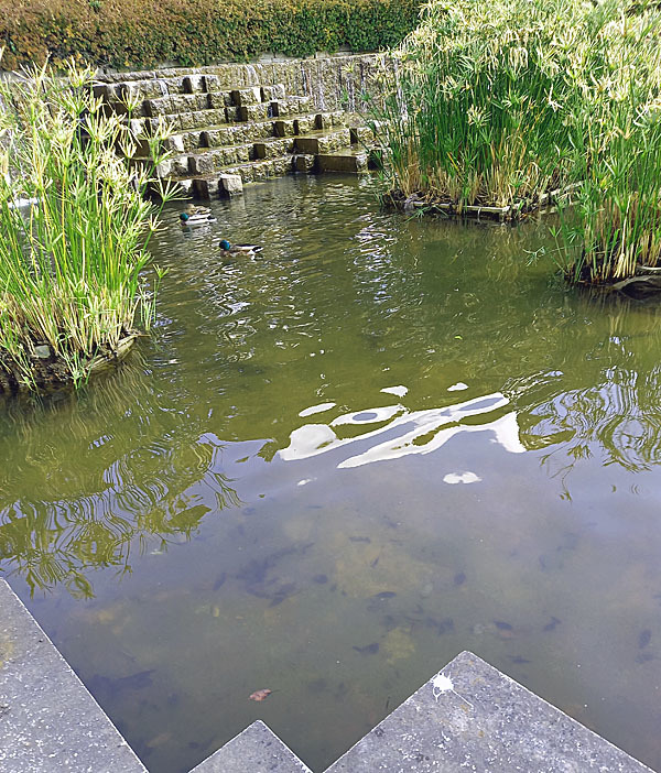 東公園のカモさんに癒されて・・・♪_f0047824_13284588.jpg