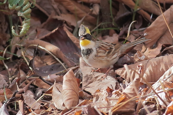 近くの里山で写せたミヤマホオジロ_e0413627_16595721.jpg