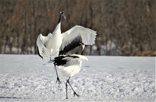 白鳥は湖　2月６日_f0113639_15441959.jpg