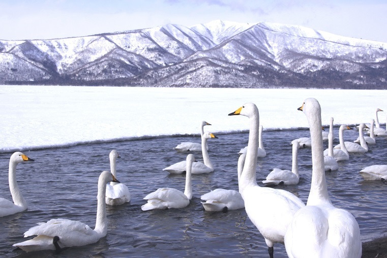 白鳥は湖　2月６日_f0113639_15451858.jpg