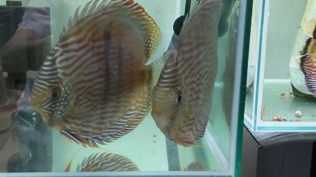 おめでとう!金メダル!_d0177045_22075572.jpg