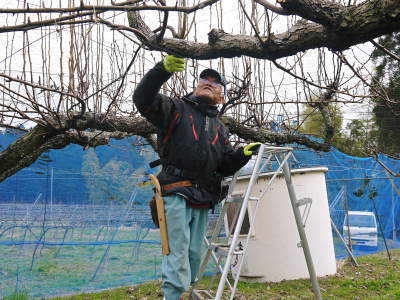 熊本梨 岩永農園 冬の選定作業の様子(2022) 匠の剪定と誘引作業に同行取材!(後編) _a0254656_17262940.jpg