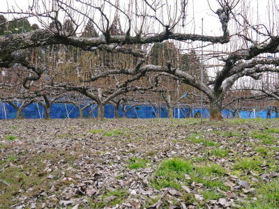 熊本梨 岩永農園 冬の選定作業の様子(2022) 匠の剪定と誘引作業に同行取材!(後編) _a0254656_17273234.jpg