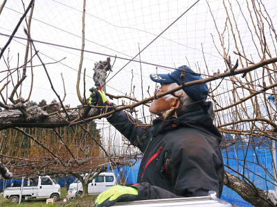 熊本梨 岩永農園 冬の選定作業の様子(2022) 匠の剪定と誘引作業に同行取材!(後編) _a0254656_17371829.jpg