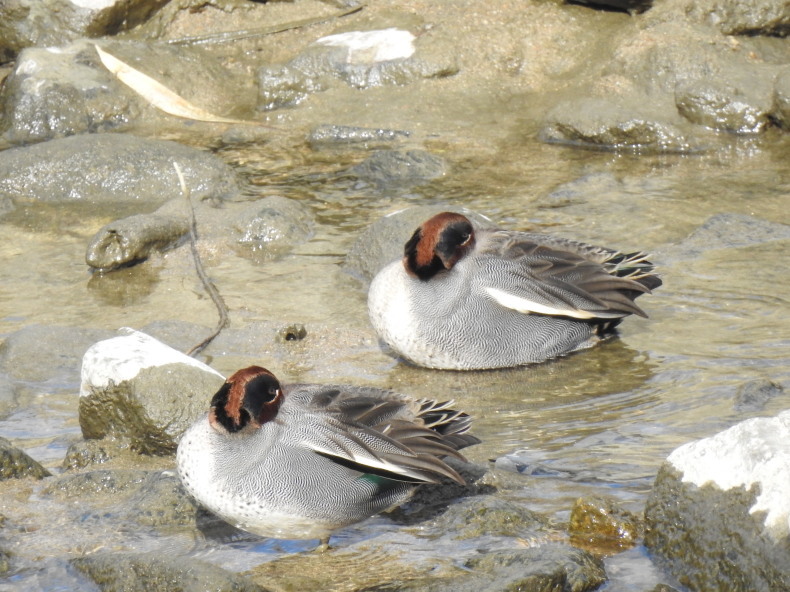 野鳥 大和川 大阪府内 2022年2月6日_e0414072_18160564.jpg