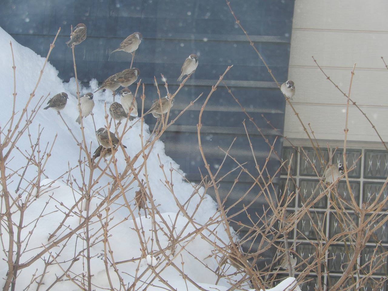 札幌は被災地状態_c0025115_21340845.jpg