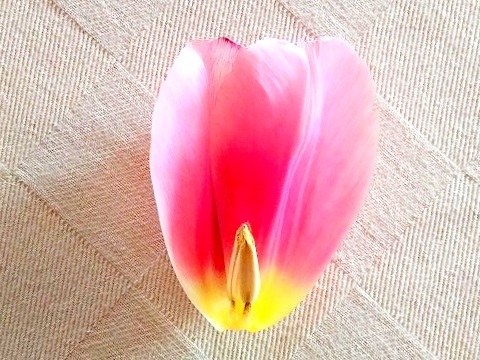 チューリップの花びら_d0006400_01185223.jpg