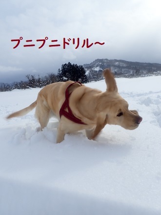 どろんこプニー。_c0182012_15095991.jpg