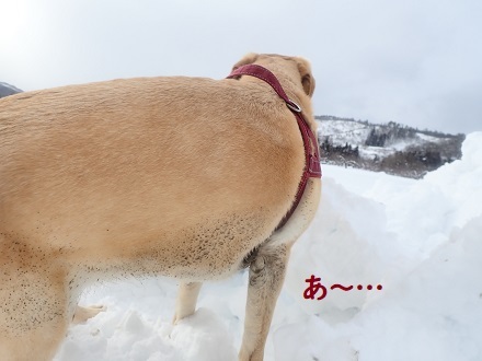 どろんこプニー。_c0182012_15100163.jpg