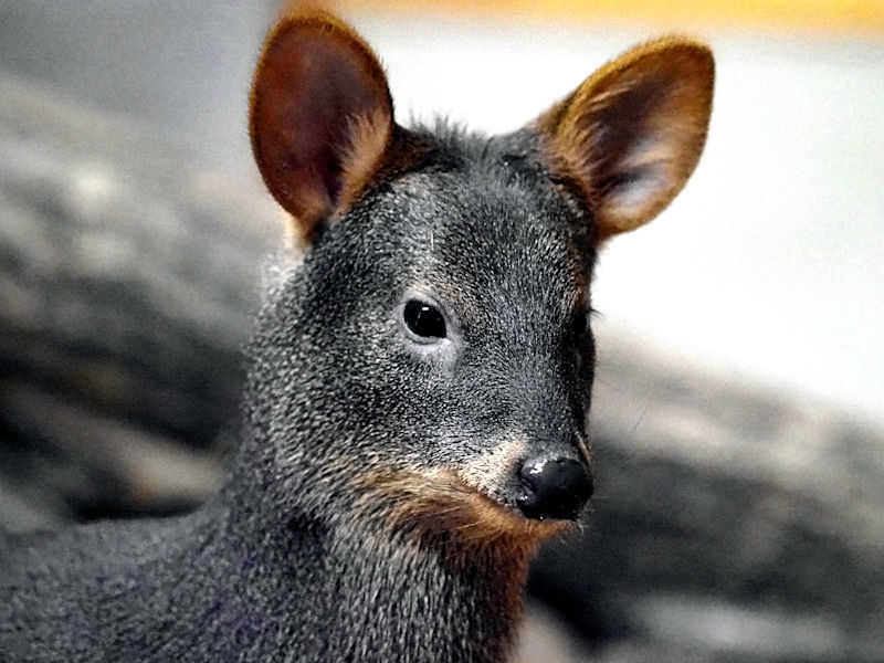 ニホンジカ ♀毛皮 23-12 ニホンジカ ♂ 毛皮 24-8