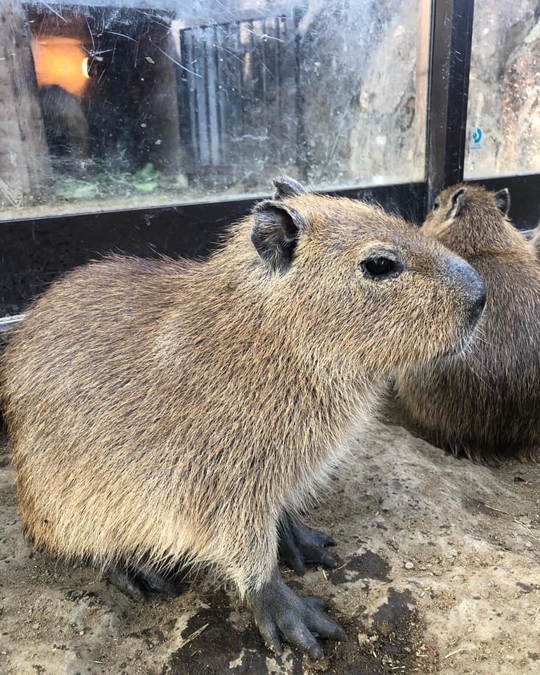 カピバラ温泉_e0133255_17410089.jpg