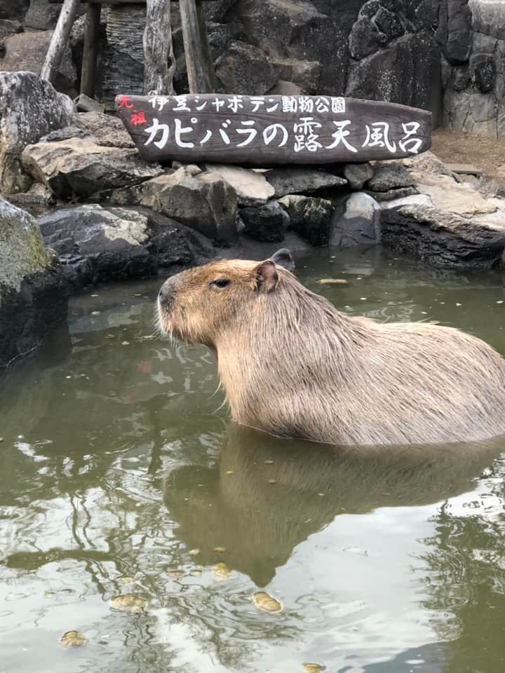 カピバラ温泉_e0133255_17410897.jpg