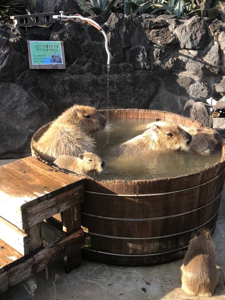 カピバラ温泉_e0133255_17412955.jpg
