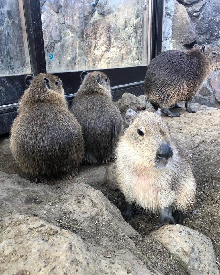 カピバラ温泉_e0133255_17414183.jpg