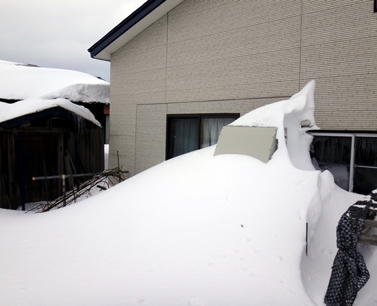 今日も雪の事など、 バラのアーチが埋もれそうで・・・^^_a0136293_15580715.jpg