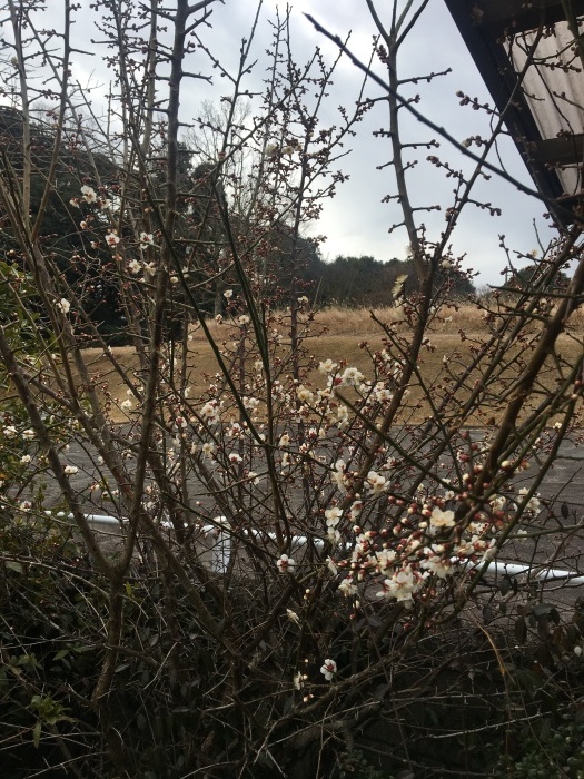 red wing_b0120103_07343489.jpeg