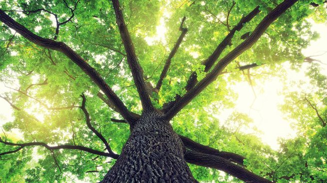 木の瞑想～森のTERRAの創造療法的セルフワーク～_f0006208_15320496.jpg