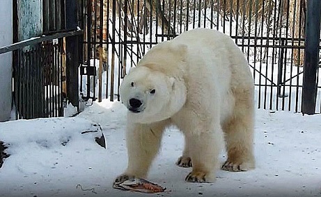 ロシア・西シベリア、ボリシェリェーチェ動物園のザバーヴァ (Забава) に冬の味覚の魚のプレゼント_a0151913_01305817.jpg